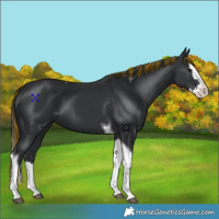 Horse Color:Painted Black Splash Tobiano