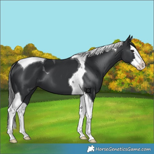 Horse Color:Black Splash Tobiano 