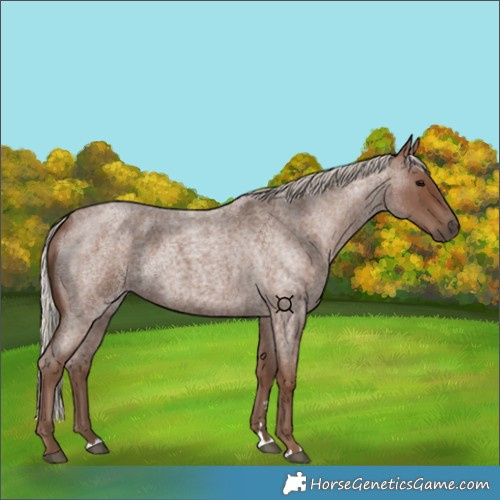 Horse Color:Silver Blue Roan 