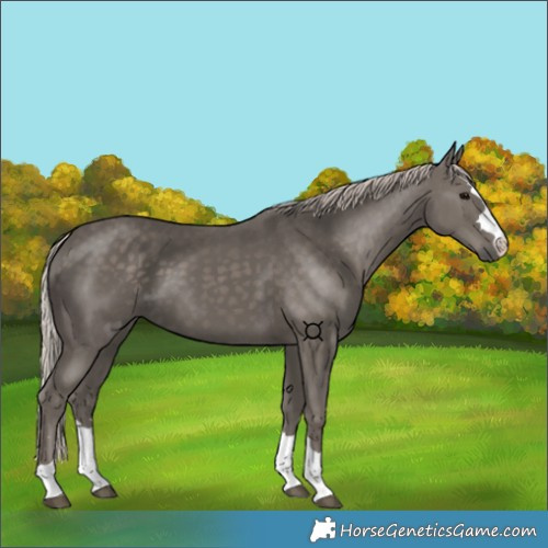 Horse Color:Silver Black 
