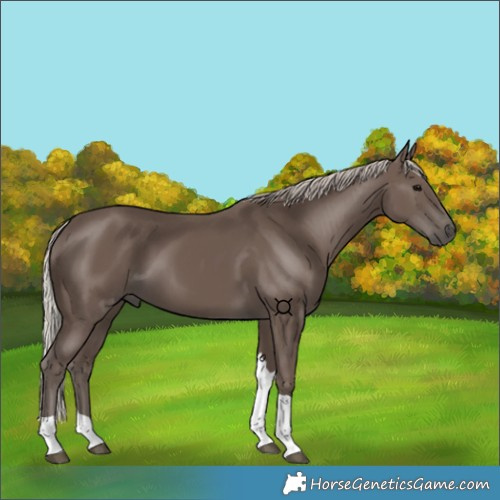 Horse Color:Silver Black Tobiano 