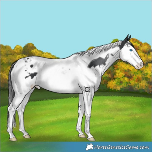 Horse Color:Black Splash Tobiano 