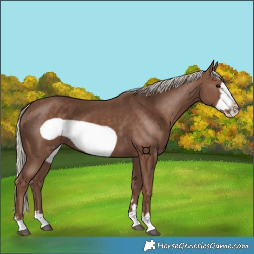 Horse Color:Silver Black Frame