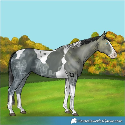Horse Color:Black Ice Splash Tobiano 