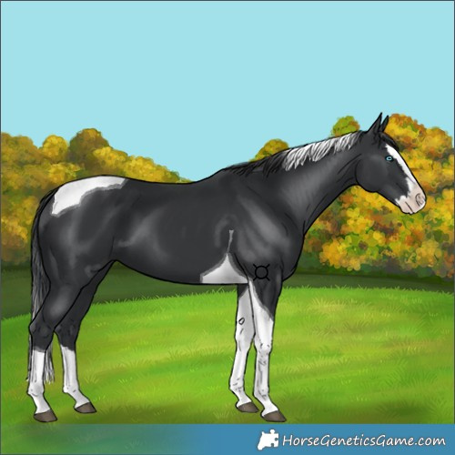 Horse Color:Black Splash Tobiano 