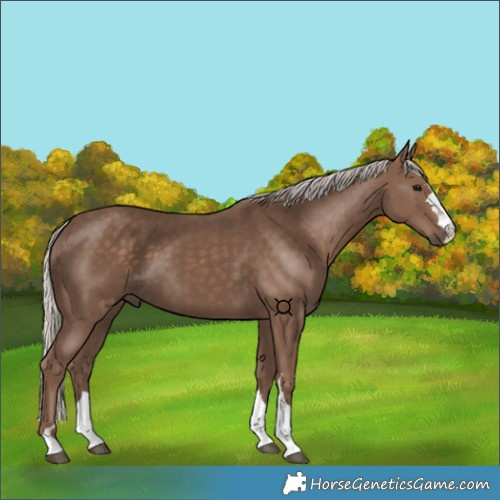 Horse Color:Silver Black