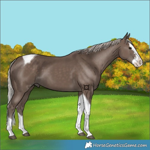 Horse Color:Silver Black Splash Tobiano