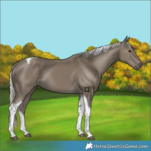 Horse Color:Silver Smoky Black Tobiano 