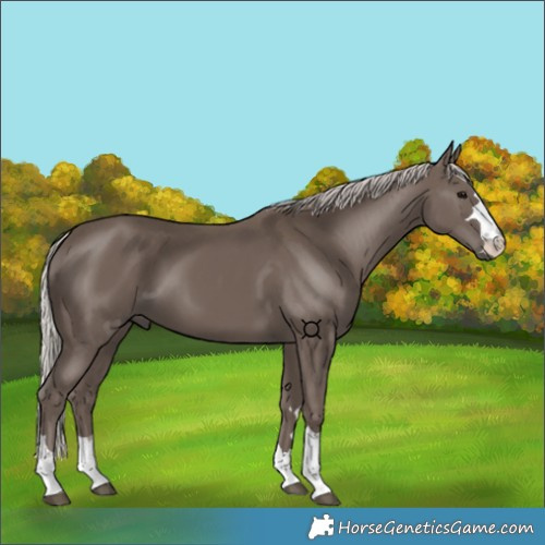 Horse Color:Silver Black