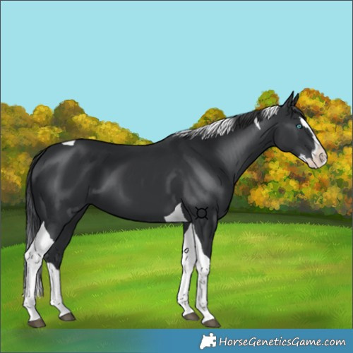 Horse Color:Black Splash Tobiano 