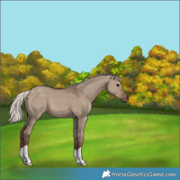 Horse Color:Silver Grullo 