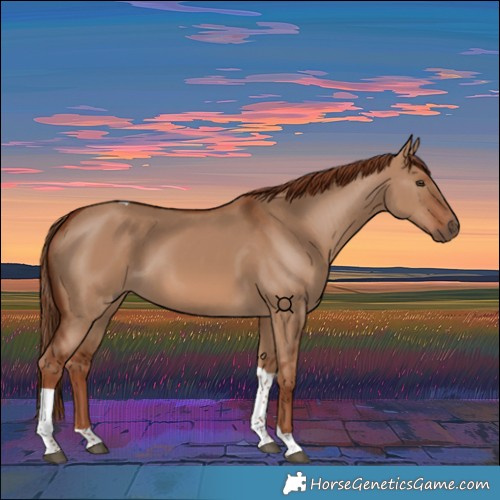 Horse Color:Red Dun Tobiano 