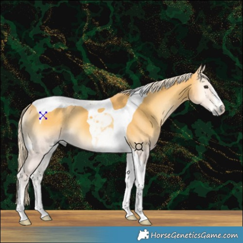 Horse Color:Palomino Onyx Tobiano 