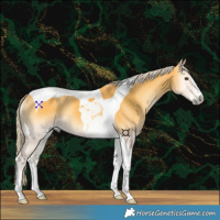 Horse Color:Palomino Onyx Tobiano