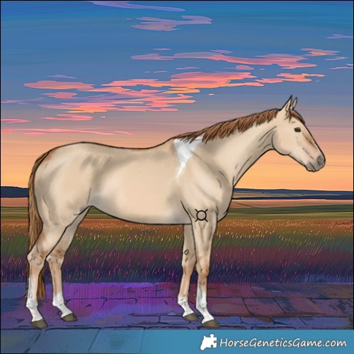Horse Color:Red Dun Tobiano 