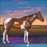 Horse Color:Chestnut Tobiano