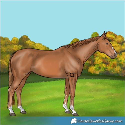 Horse Color:Chestnut 