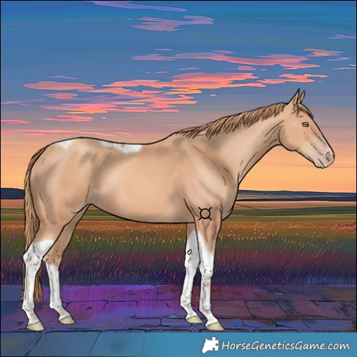 Horse Color:Gold Champagne Tobiano 
