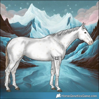 Horse Color:White Spotted Red Dun