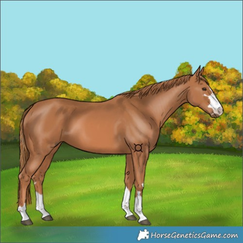 Horse Color:Chestnut 