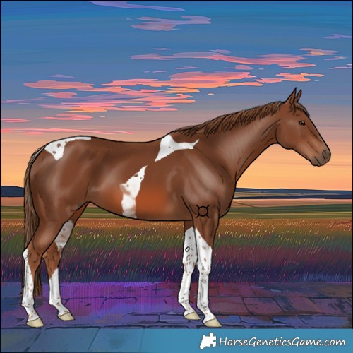 Horse Color:Chestnut Tobiano 