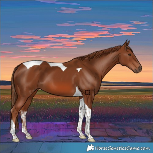 Horse Color:Chestnut Tobiano