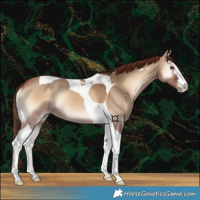 Horse Color:Red Dun Onyx Tobiano