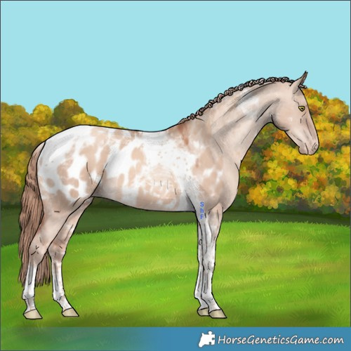 Horse Color:Gold Champagne Dun Tobiano Blanket 
