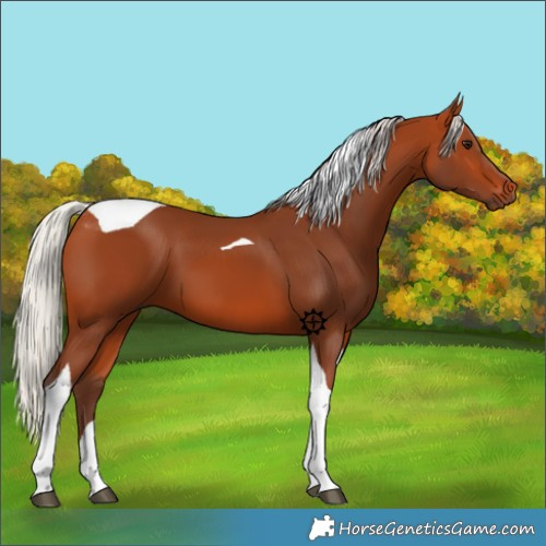 Horse Color:Silver Bay Tobiano 