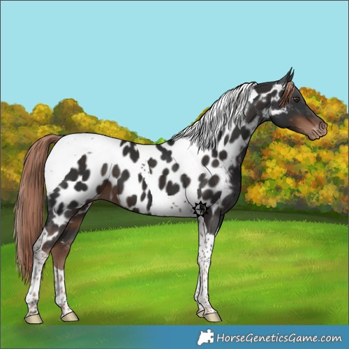 Horse Color:Liver Chestnut Tobiano Appaloosa
