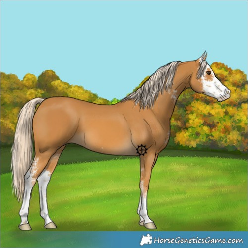 Horse Color:Palomino Sabino 