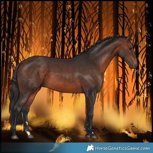 Horse Color:Bay 