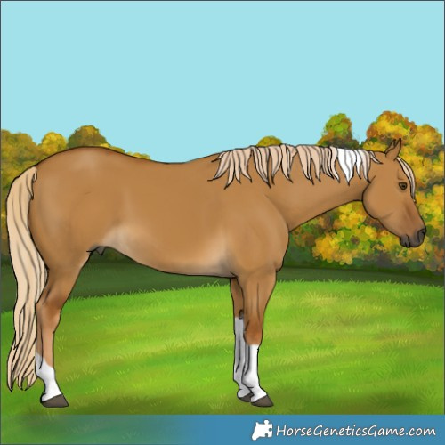 Horse Color:Gray Palomino Dun Tobiano