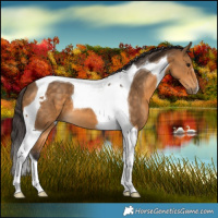 Horse Color:Buckskin Tobiano 