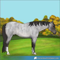 Horse Color:Unknown 