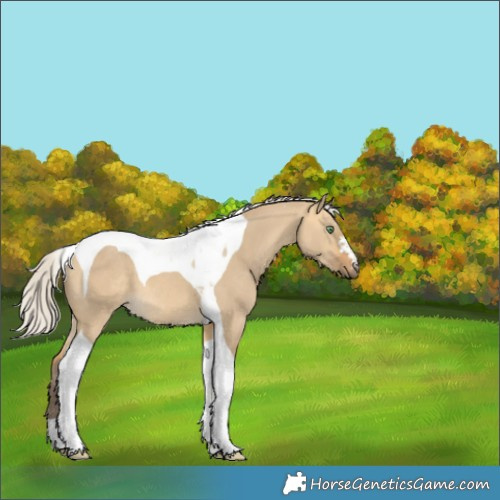 Horse Color:Silver Buckskin Dun Tobiano 