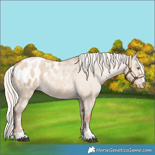 Horse Color:Silver Bay Pearl Dun Appaloosa 