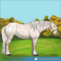 Horse Color:Silver Bay Pearl Dun Blanket 