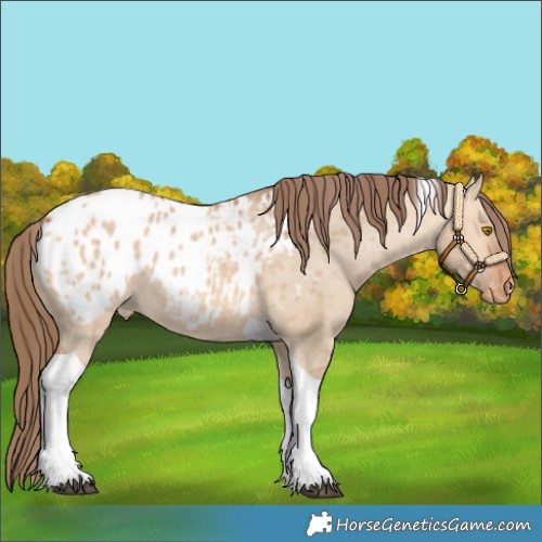 Horse Color:Bay Dun Tobiano Appaloosa 