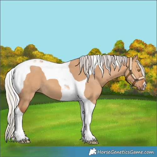 Horse Color:Silver Bay Dun Tobiano