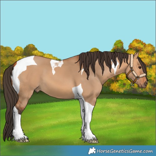 Horse Color:Bay Dun Tobiano 