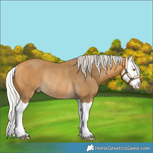 Horse Color:Silver Buckskin Splash Rabicano 