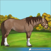 Horse Color:Liver Red Dun Tobiano