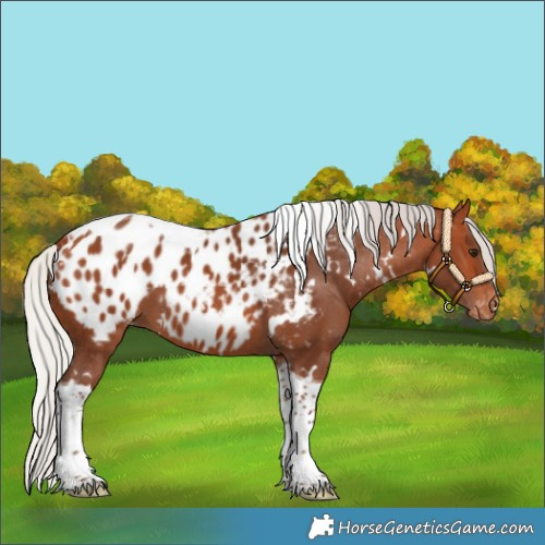 Horse Color:White Spotted Silver Bay Tobiano Appaloosa 