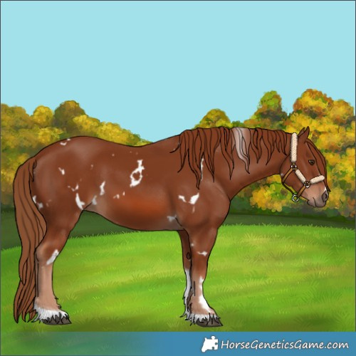 Horse Color:White Spotted Chestnut Tobiano 