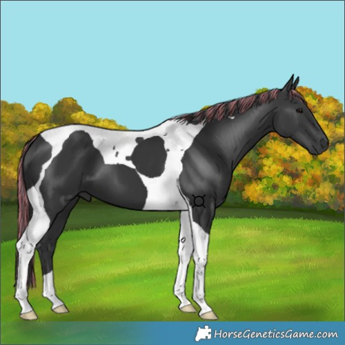 Horse Color:Painted Black Tobiano 
