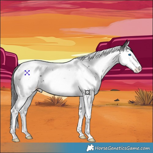 Horse Color:Black Splash Tobiano Rabicano 