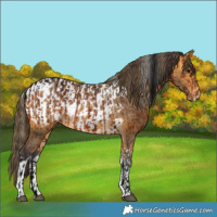 Horse Color:Void Bay Tobiano  and Buckskin Tobiano Blanket 