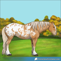 Horse Color:Palomino Appaloosa 