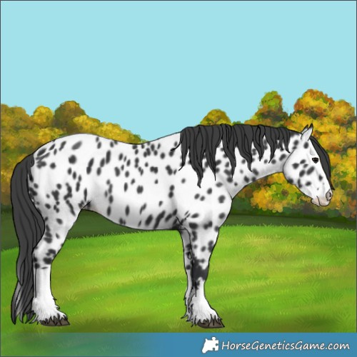Horse Color:Black Splash Near Leopard 